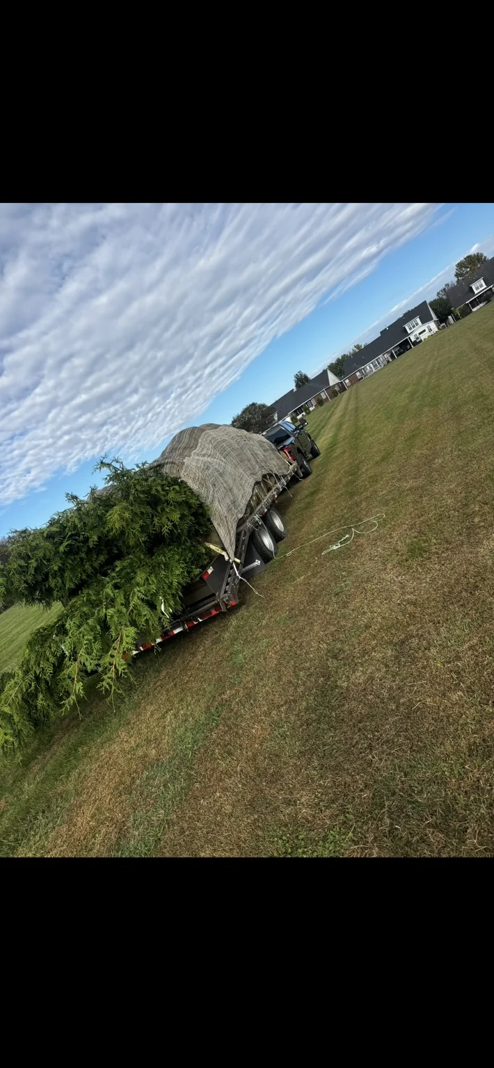 Evergreen plants on a trailer at a landscaping job