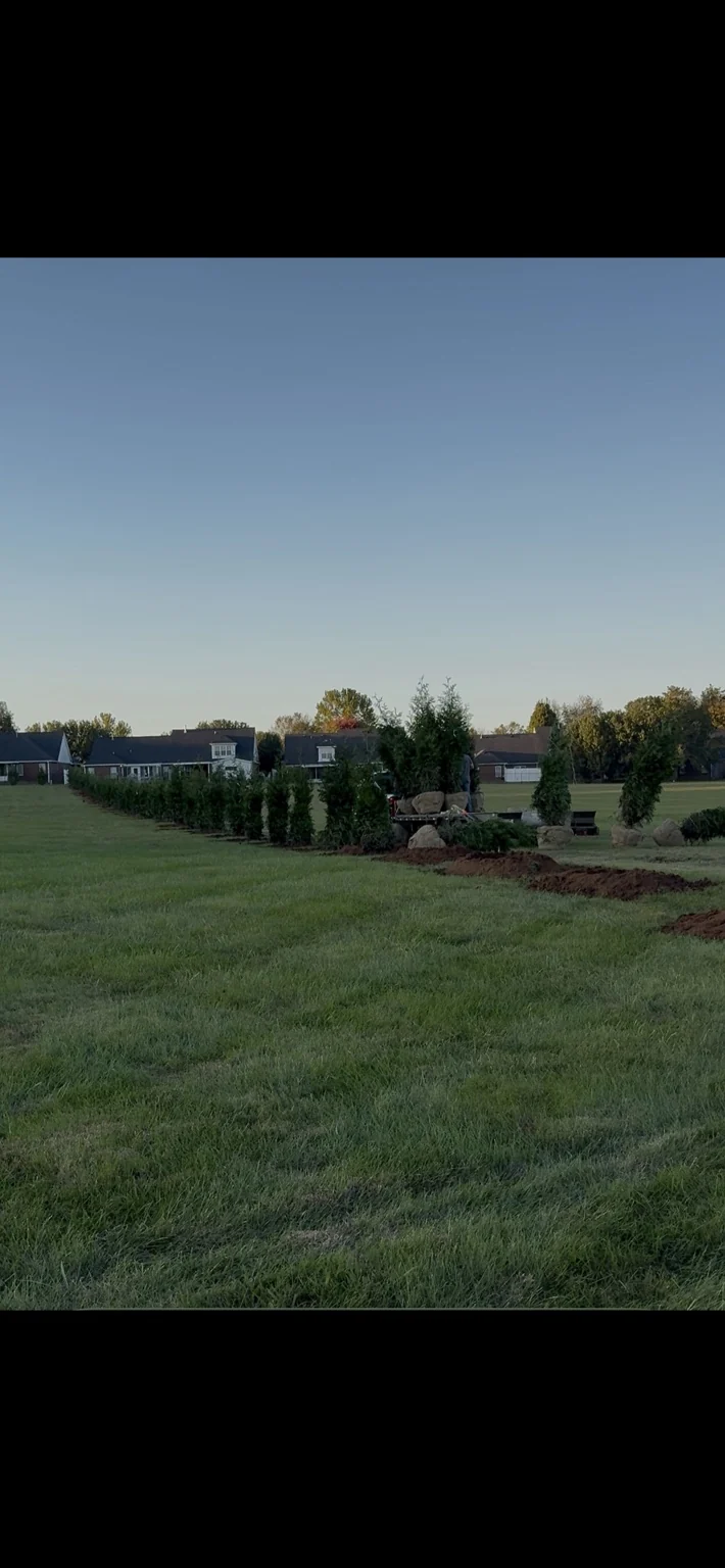 Evergreens and prepared planting holes along a lawn