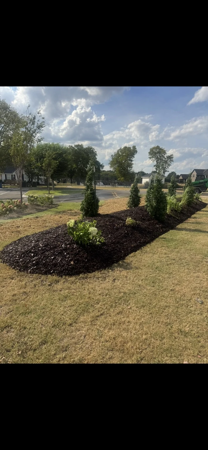 Curved mulched planting bed with evergreens and flowering plants