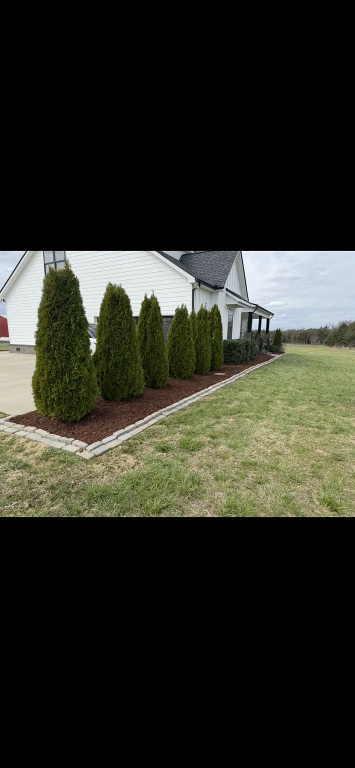 Evergreen shrubs in a mulched bed with stone edging beside a home