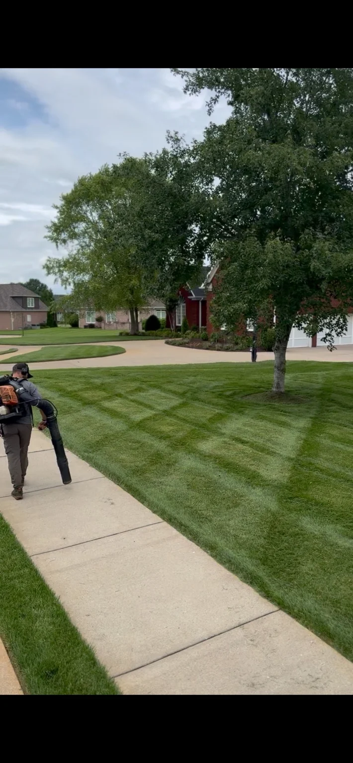 Maintained lawn and trees along a sidewalk