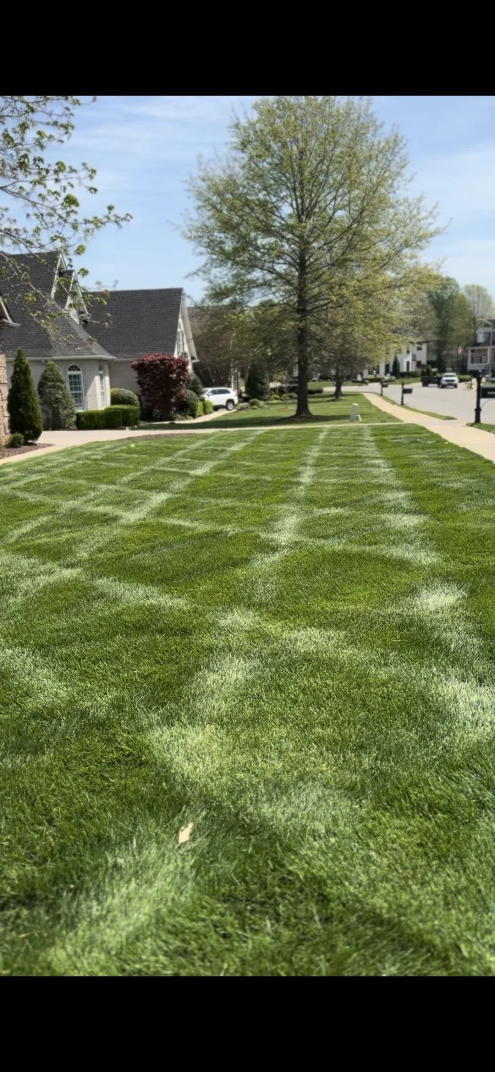 Checkerboard mowing stripes across a lawn beside a sidewalk