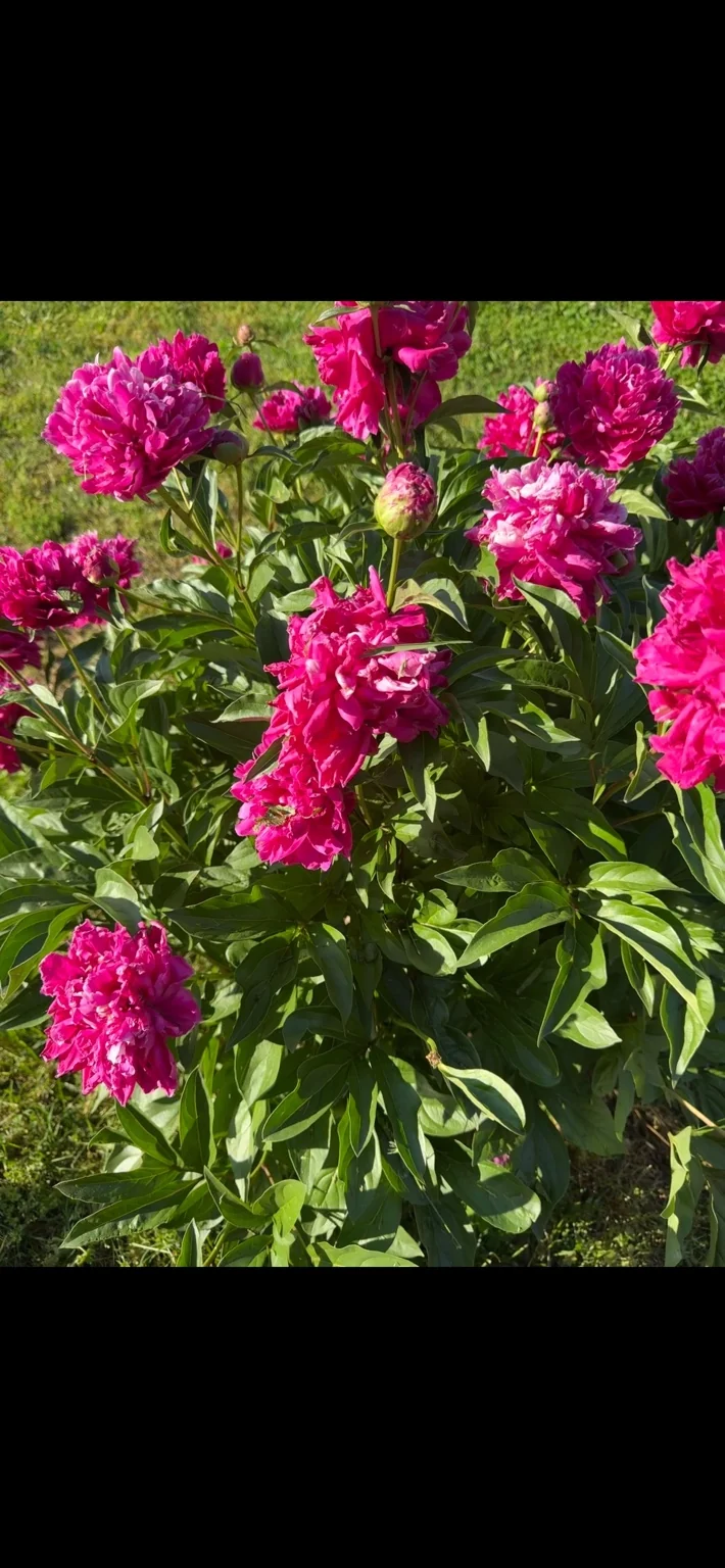 Pink flowering plants with green leaves and buds