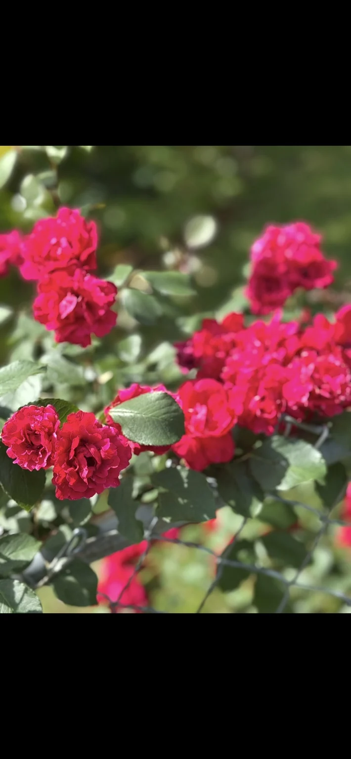Close-up of deep pink flowers and green foliage