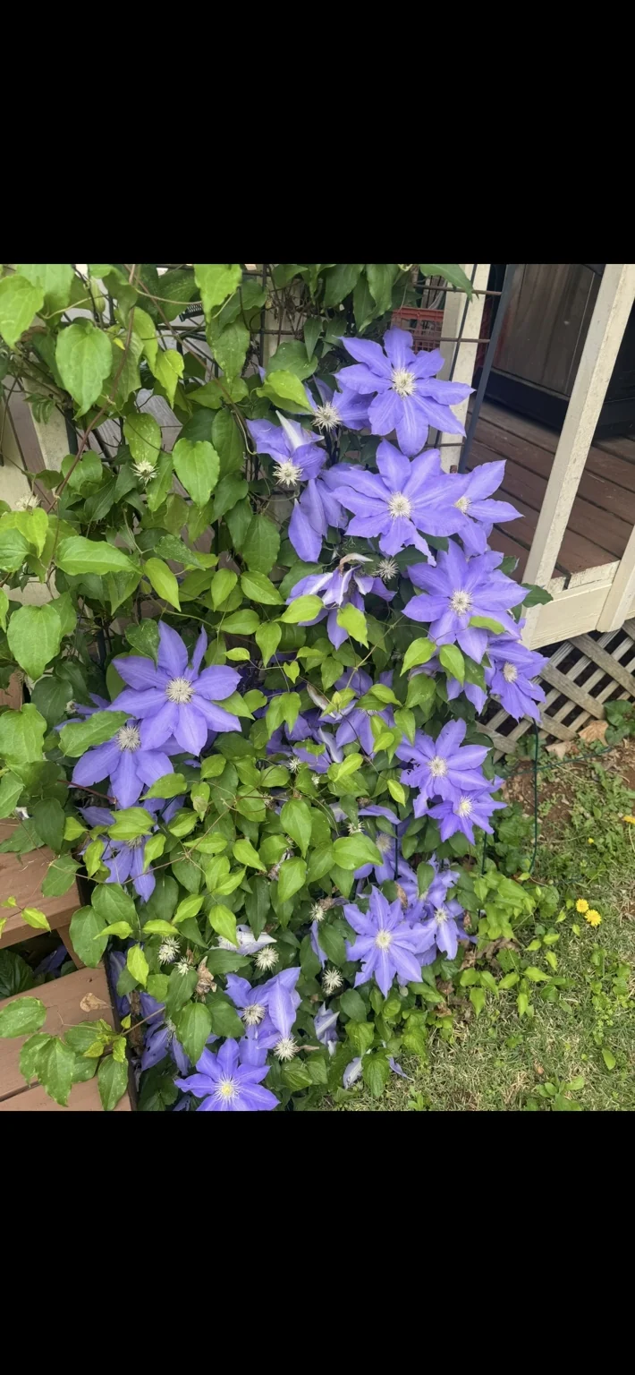 Purple flowers climbing beside a porch