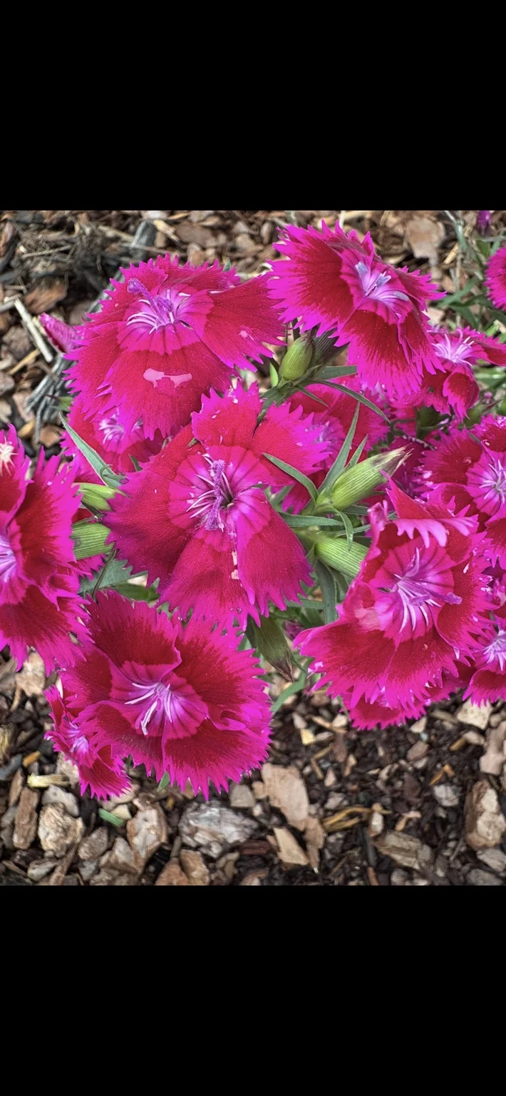 Bright pink flowers in a mulched planting bed